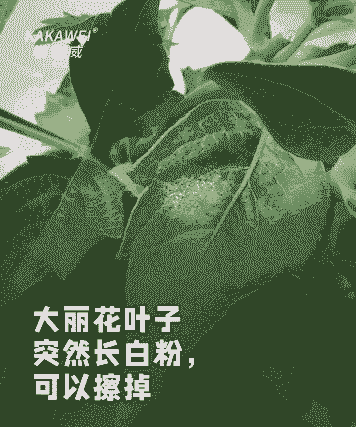 大丽花花叶病