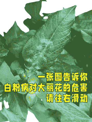 大丽花白粉病