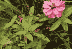 百日草花叶病（CMV）