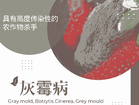 非洲紫罗兰灰霉病的防治