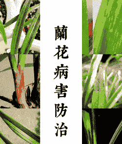 兜兰疫病的症状及防治