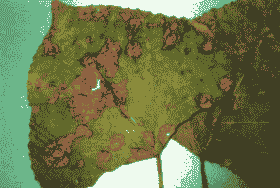 杨树斑枯病的症状及防治