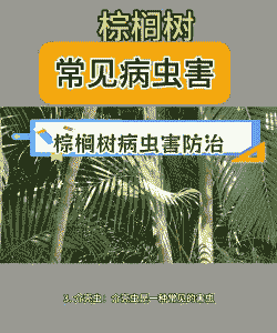 油棕苗疫病的防治