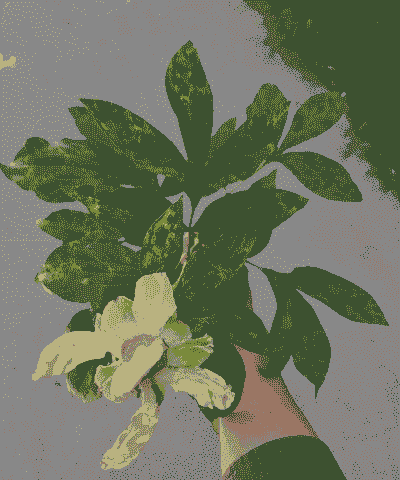 芍药环斑花叶病防治措施