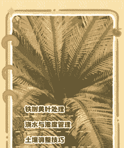 铁树枯黄病的防治方法