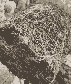 桂花白绢病的发生及防治