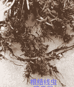 月季根结线虫病的防治方法