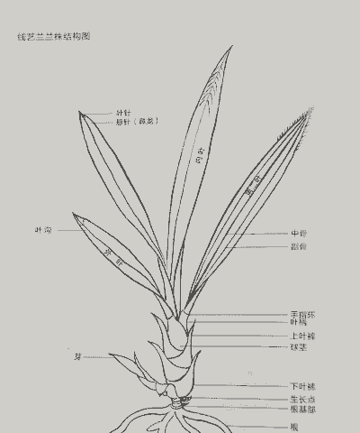 兰花线虫病的防治方法