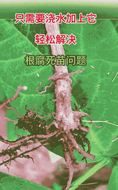 山茶根腐病的症状及防治