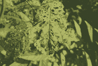 碧桃穿孔病的症状及防治措施