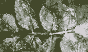 大叶紫薇斑点病的防治方法