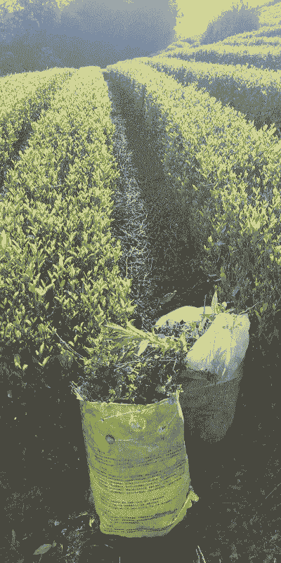 幼龄茶园的杂草防除