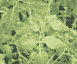 马蹄莲褐斑病的症状及防治