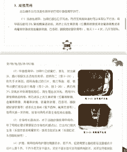 龟甲冬青茎基腐病的防治方法