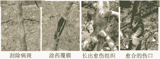 果树病虫在什么地方过冬