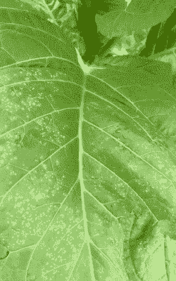 烟草气候性斑点病