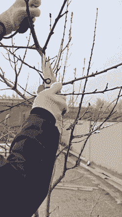 果树防“抽”早动手