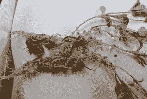 紫花苜蓿接种根瘤菌注意要素