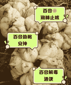 百合球茎溃疡病防治炒法