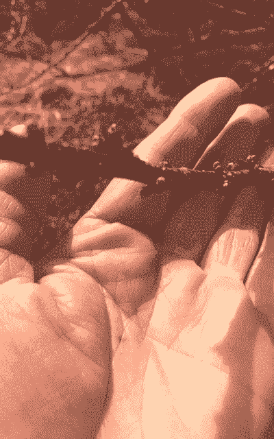 果树花芽期防冻五招