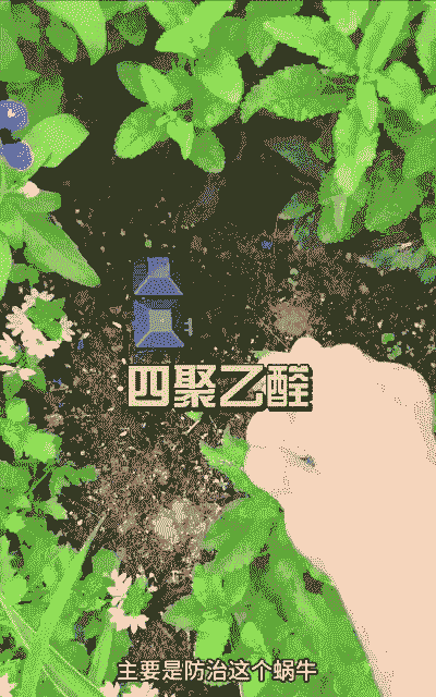 如何防治蜗牛对花卉苗木的危害