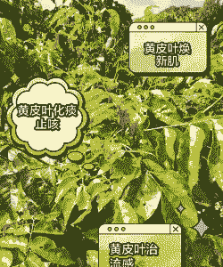 黄皮树褐斑病的防治