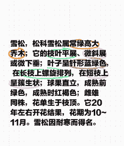 雪松衰弱老化原因和复壮措施