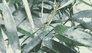 竹黑粉病的发生及防治方法