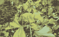 银杏黄化病的症状及防治