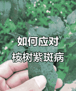桉树紫斑病的发生及防治方法