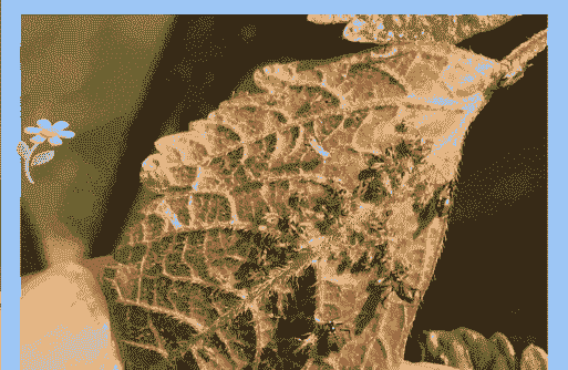 栾树蚜虫的防治