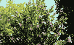 木槿假尾孢褐斑病的防治