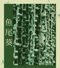 鱼尾葵灰霉病症状及其防治