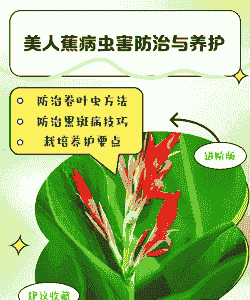 美人蕉病虫害防治