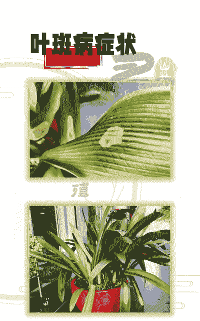 大花君子兰枯斑病的发生及防治