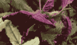 紫苏斑枯病防治