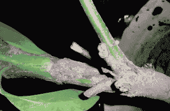 柳树烂皮病的防治