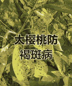 樱花褐斑病的症状及防治