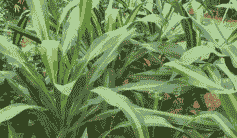 巴西铁树茎腐病的防治