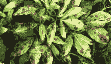 芍药叶霉病的发生及防治方法