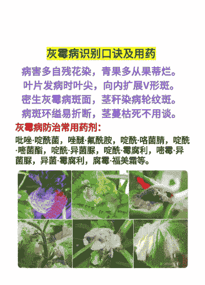 翠菊灰霉病防治