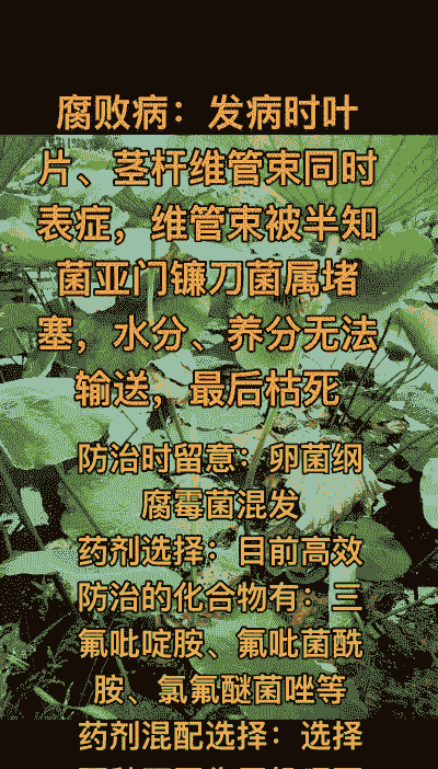 荷花腐败病的发生与防治方法