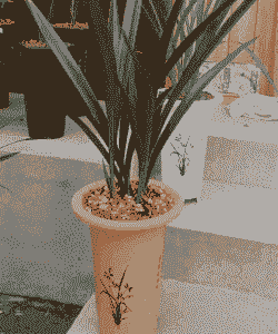 墨兰软腐病的防治方法