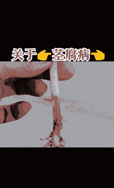 霞草茎腐病的症状及防治