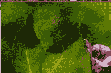 桔梗轮纹病如何防治方法