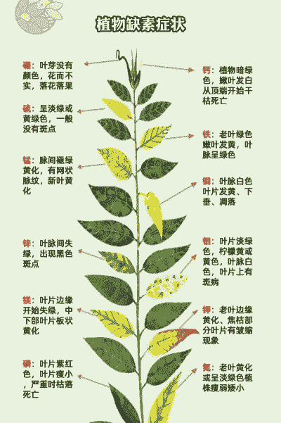 怎样防治缺素引起的花卉病害