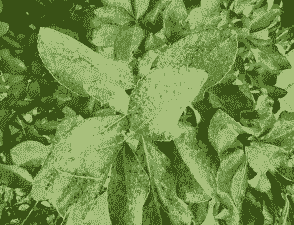 大叶黄杨褐斑病防治方法