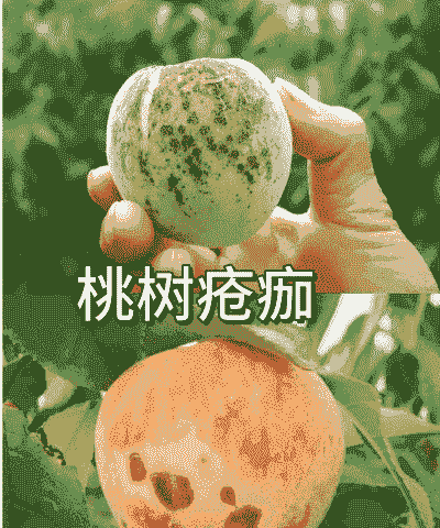 观赏桃腐烂病的冬春防治方法