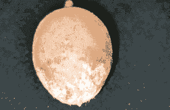 黄皮梢腐病的症状及防治方法