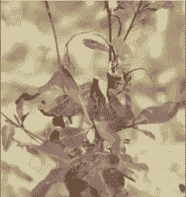 桉枯萎病的发生及防治方法